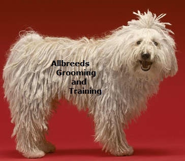 Allbreeds because your dog deserves the Best.